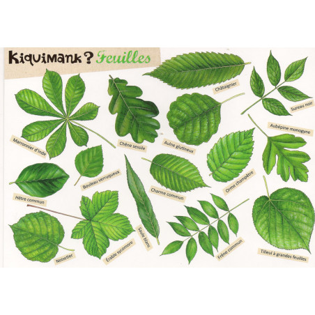 Kiquimank ? "Feuilles"
