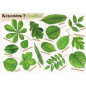 Kiquimank ? "Feuilles"