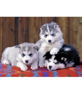 Puzzle - Mignons Huskies - 200 pièces - Ravensburger - 12823