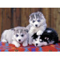 Puzzle - Mignons Huskies - 200 pièces - Ravensburger - 12823 Puzzle - Mignons Huskies - 200 pièces - Ravensburger - 12823