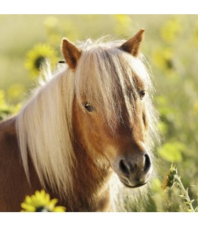 Ravensburger Pack de 3 Puzzles Adorables poneys 49 pièces, 08011