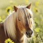 Ravensburger Pack de 3 Puzzles Adorables poneys 49 pièces, 08011