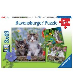 Chatons tigrés 3x49