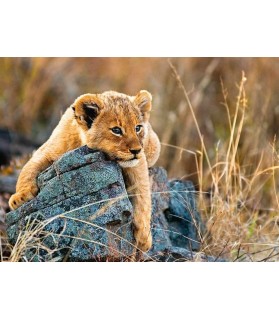 Petit Lion - Puzzle 200pXXL - Ravensburger - 6+