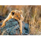 Petit Lion - Puzzle 200pXXL - Ravensburger - 6+ Petit Lion - Puzzle 200pXXL - Ravensburger - 6+